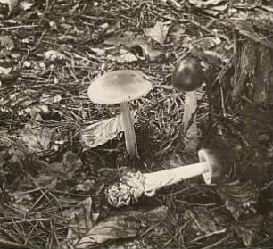 Rochlitzer Berg, Graue Scheidenstreifling (Amanita vaginata, syn. Amanitopsis vaginata und Vaginata plumbea)