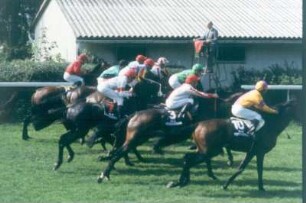 Pferde am Start