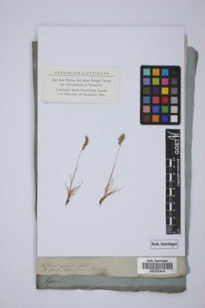 Festuca alpina Gaud.