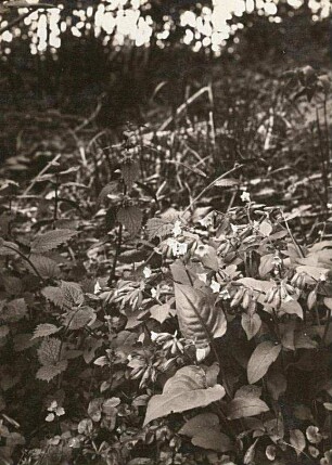 Gefleckte Lungenkraut (Pulmonaria officinalis)