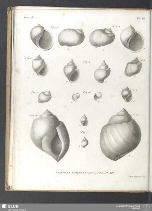 Coquilles fossiles des environs de Paris. PL. XIII