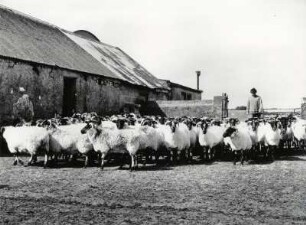 Irland, Land der Schafzucht, hier bei einem Gut bei Ross Abbey