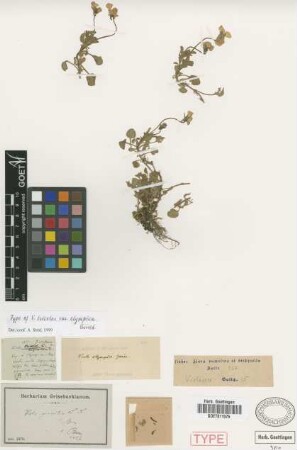 Viola tricolor L. var. Griseb. olympica[holotype]