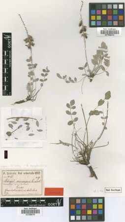 Astragalus acrocarpus Freyn & Sint. [isotype]