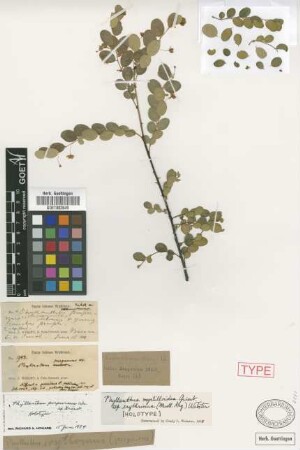 Phyllanthus purpureus C.Wright ex Griseb. [holotype]