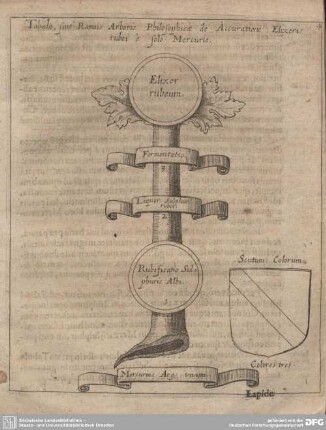 Tabula, sive Ramus Arboris Philosophicae de Accuratione Elixeris rubei e solo Mercurio.