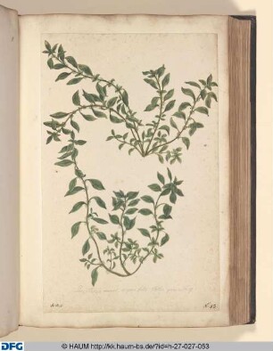 Parietaria minor, ocymi folis. Eadem quae No 9.