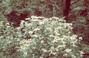 Schloss Eckberg, Park : Hortensie, Schloss Eckberg, Park