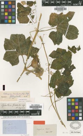 Cyclanthera grisebachii Cogn. [type]