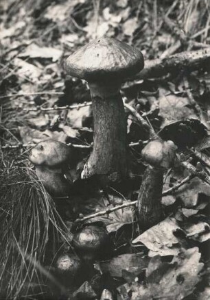 Pilze. Goldröhrling (Suillus grevillei)