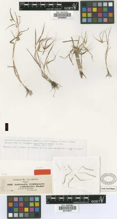 Andropogon anthistirioides Hochst. ex A.Rich. [Isosyntype]