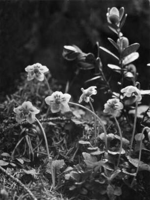 Moosauge (Moneses uniflora), auch Einblütiges Wintergrün, Pflanzen-Art in der Unterfamilie der Monotropoideae innerhalb der Familie der Heidekrautgewächse (Ericaceae)