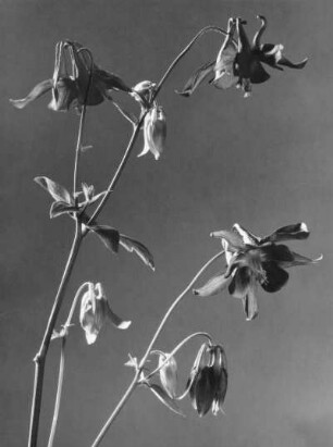 Akeleien (Aquilegia), Pflanzengattung in der Familie der Hahnenfußgewächse (Ranunculaceae)