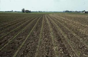 Fotografie: Zuckerrübe, Mulchsaat