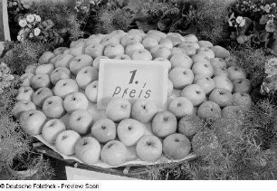 1. Preis (Äpfel)