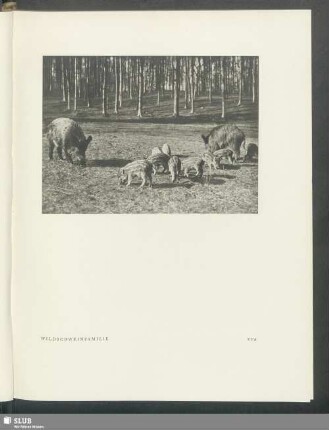 Wildschweinfamilie