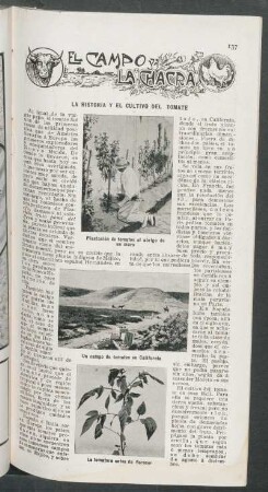 La historia y el cultivo del tomate : El campo y la chacra
