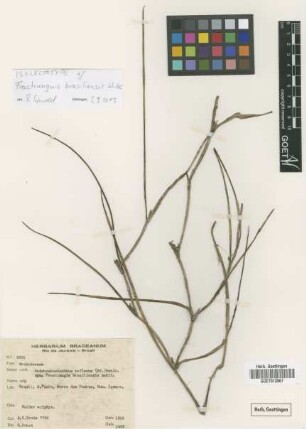 Fractiunguis brasiliensis Schltr. [isolectotype]