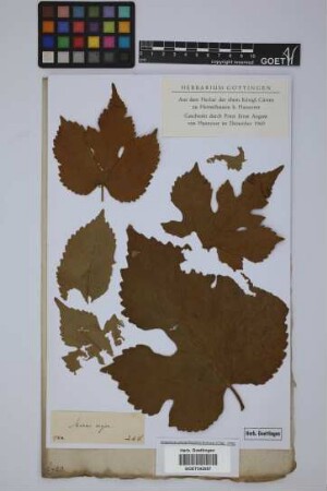 Morus nigra L.