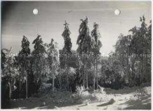 Winterlandschaft, Taunus, Feldberg