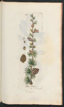 313. Pinus Larix