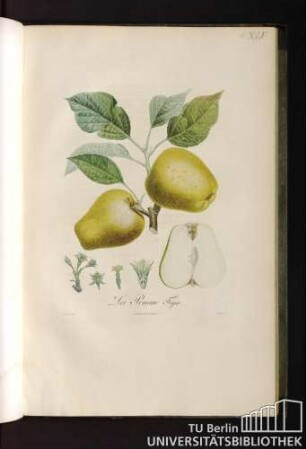 La Pomme figue.