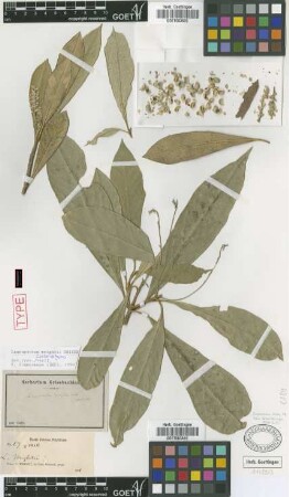 Leucocroton wrightii Griseb. [type]