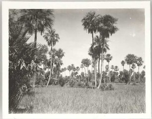 Graslandschaft mit Palmen