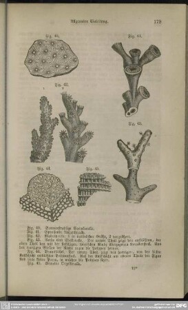 Fig. 42. Madreporen