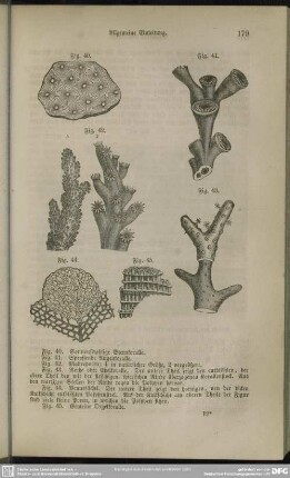 Fig. 42. Madreporen