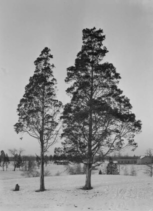 Margaretville (New York), Homestead Farm, Virginischer Wacholder (Rotzeder) im Winter
