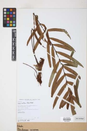 Blechnum acutum (Desv.) Mett.