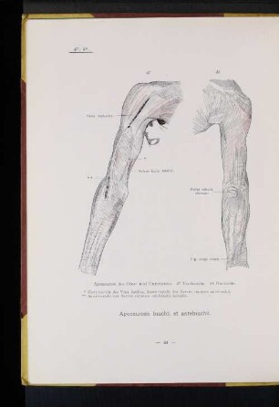 Aponeurosis brachii et antebrachii.