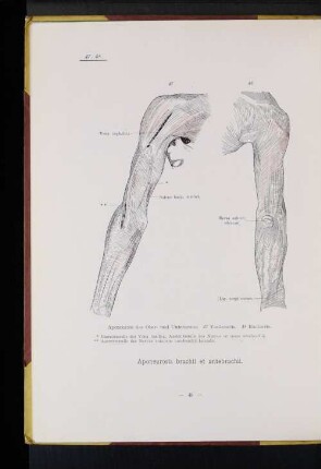 Aponeurosis brachii et antebrachii.