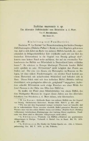 Buffelus murrensis n. sp. Ein diluvialer Büffelschädel von Steinheim a. d. Murr