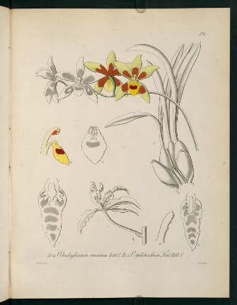 174r-174v, Odontoglossum cruentum