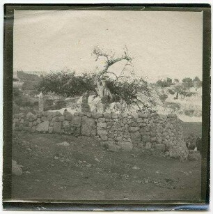 birket silwan [Siloah]