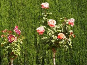 Rosengarten in der Alhambra