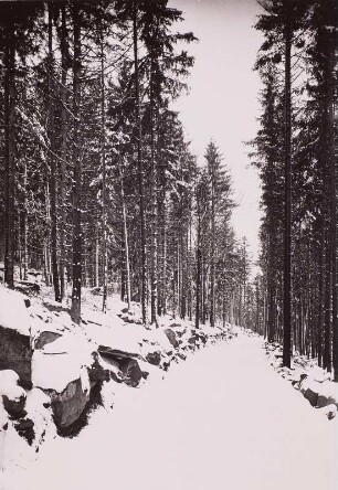 Lausitzer Bergland. Mönchswalder Berg. Weg im Fichtenhochwald