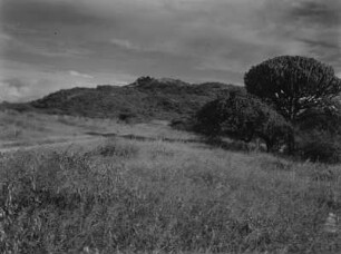 Savanne : Vegetation einer Savannenlandschaft in Tansania. In der Bildmitte ein Granitkopje (Inselberg)
