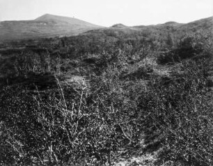 Landschaft mit Birkenwald : Blick über eine Landschaft mit Birkenbestand
