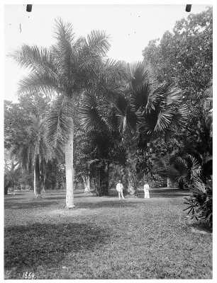 Port of Spain (Trinidad und Tobago). Zwei Touristen stehen unter Palmen im Botanischen Garten