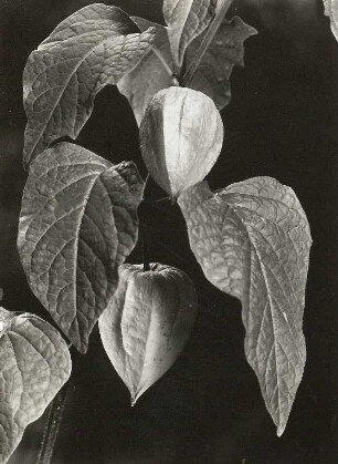 Lampionblume (Physalis alkekengi). Fruchtender Zweig