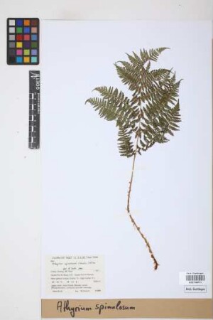Athyrium spinulosum (Maxim.) Milde