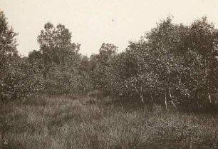 Moor-Birke (Betula pubescens)