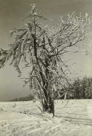 Winter im Erzgebirge. Raufrostbehangene Eberesche in Schellerhau