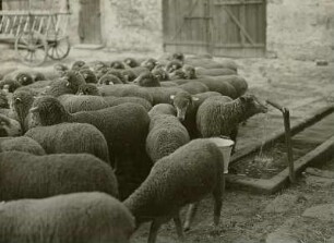 Lohmen, Schäferei : Schafherde im Hof (Stammschäferei Lohmen bei Pirna/Sachsen)