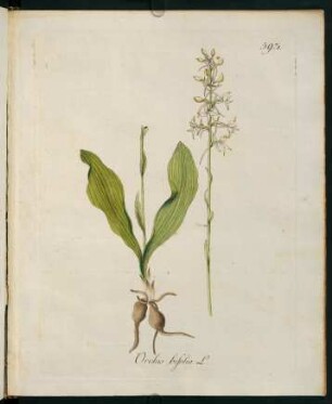 Orchis bifolia L.