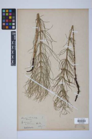 Equisetum arvense L.