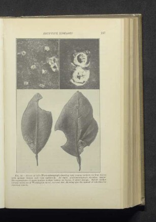 Fig. 59.
